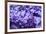 Massachusetts, Boston, Arnold Arboretum, Purple Lilac Tree-Jim Engelbrecht-Framed Photographic Print