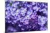 Massachusetts, Boston, Arnold Arboretum, Purple Lilac Tree-Jim Engelbrecht-Mounted Photographic Print