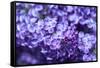 Massachusetts, Boston, Arnold Arboretum, Purple Lilac Tree-Jim Engelbrecht-Framed Stretched Canvas