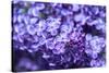 Massachusetts, Boston, Arnold Arboretum, Purple Lilac Tree-Jim Engelbrecht-Stretched Canvas