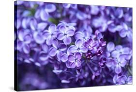 Massachusetts, Boston, Arnold Arboretum, Purple Lilac Tree-Jim Engelbrecht-Stretched Canvas