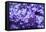 Massachusetts, Boston, Arnold Arboretum, Purple Lilac Tree-Jim Engelbrecht-Framed Stretched Canvas