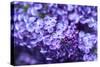 Massachusetts, Boston, Arnold Arboretum, Purple Lilac Tree-Jim Engelbrecht-Stretched Canvas