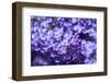 Massachusetts, Boston, Arnold Arboretum, Purple Lilac Tree-Jim Engelbrecht-Framed Photographic Print