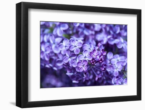 Massachusetts, Boston, Arnold Arboretum, Purple Lilac Tree-Jim Engelbrecht-Framed Photographic Print