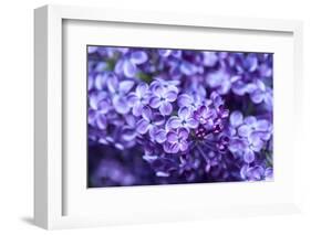 Massachusetts, Boston, Arnold Arboretum, Purple Lilac Tree-Jim Engelbrecht-Framed Photographic Print