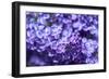 Massachusetts, Boston, Arnold Arboretum, Purple Lilac Tree-Jim Engelbrecht-Framed Photographic Print