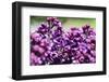 Massachusetts, Boston, Arnold Arboretum, Purple Lilac Tree-Jim Engelbrecht-Framed Photographic Print