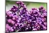 Massachusetts, Boston, Arnold Arboretum, Purple Lilac Tree-Jim Engelbrecht-Mounted Photographic Print