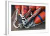 Massachusetts, Cape Ann, Rockport, Lobster Buoys-Walter Bibikow-Framed Photographic Print