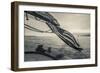 Massachusetts, Gloucester, Schooner Festival, the Schooner Virginia-Walter Bibikow-Framed Photographic Print