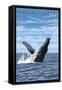 Massachusetts - Humpback Whale Scene-Lantern Press-Framed Stretched Canvas