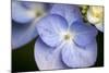 Massachusetts, Reading, Blue Lacecap Hydrangea-Lisa S. Engelbrecht-Mounted Photographic Print