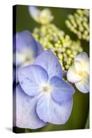 Massachusetts, Reading, Blue Lacecap Hydrangea-Lisa S^ Engelbrecht-Stretched Canvas