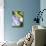 Massachusetts, Reading, Blue Lacecap Hydrangea-Lisa S^ Engelbrecht-Photographic Print displayed on a wall
