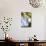 Massachusetts, Reading, Blue Lacecap Hydrangea-Lisa S^ Engelbrecht-Photographic Print displayed on a wall