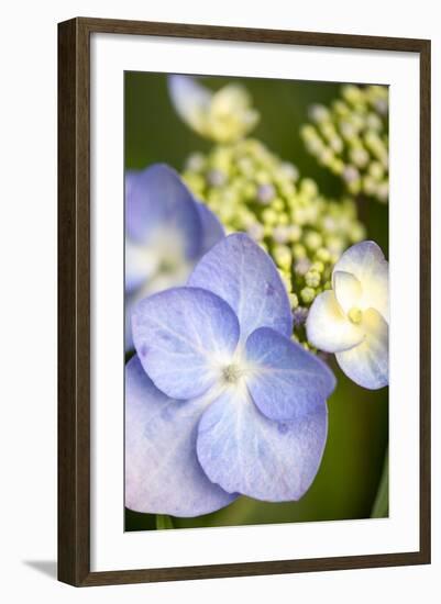 Massachusetts, Reading, Blue Lacecap Hydrangea-Lisa S^ Engelbrecht-Framed Photographic Print