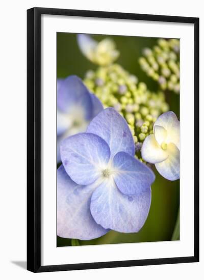 Massachusetts, Reading, Blue Lacecap Hydrangea-Lisa S^ Engelbrecht-Framed Photographic Print