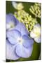 Massachusetts, Reading, Blue Lacecap Hydrangea-Lisa S^ Engelbrecht-Mounted Photographic Print