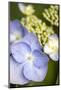 Massachusetts, Reading, Blue Lacecap Hydrangea-Lisa S^ Engelbrecht-Mounted Photographic Print