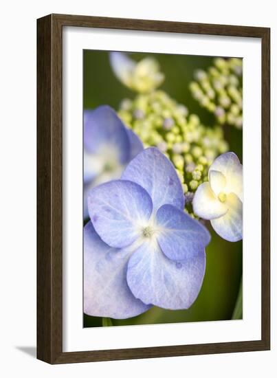 Massachusetts, Reading, Blue Lacecap Hydrangea-Lisa S^ Engelbrecht-Framed Photographic Print