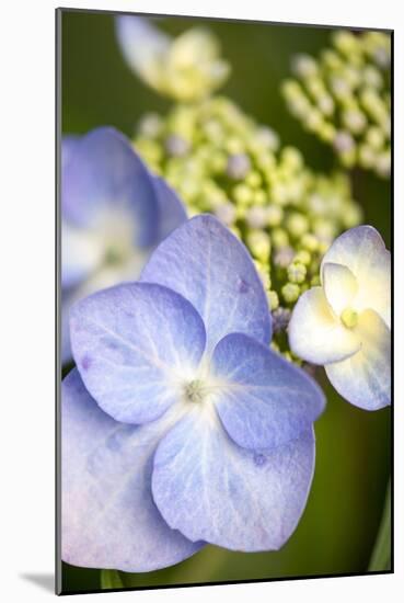 Massachusetts, Reading, Blue Lacecap Hydrangea-Lisa S^ Engelbrecht-Mounted Photographic Print