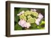 Massachusetts, Reading, Pink Lacecap Hydrangea-Lisa S. Engelbrecht-Framed Photographic Print