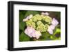 Massachusetts, Reading, Pink Lacecap Hydrangea-Lisa S. Engelbrecht-Framed Photographic Print