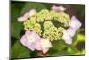 Massachusetts, Reading, Pink Lacecap Hydrangea-Lisa S. Engelbrecht-Mounted Photographic Print