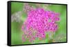 Massachusetts, Reading, Spiraea-Lisa S. Engelbrecht-Framed Stretched Canvas