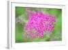 Massachusetts, Reading, Spiraea-Lisa S. Engelbrecht-Framed Photographic Print