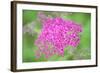 Massachusetts, Reading, Spiraea-Lisa S. Engelbrecht-Framed Photographic Print