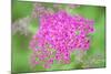 Massachusetts, Reading, Spiraea-Lisa S. Engelbrecht-Mounted Photographic Print