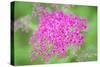 Massachusetts, Reading, Spiraea-Lisa S. Engelbrecht-Stretched Canvas