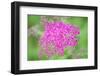 Massachusetts, Reading, Spiraea-Lisa S. Engelbrecht-Framed Photographic Print