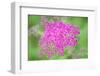 Massachusetts, Reading, Spiraea-Lisa S. Engelbrecht-Framed Photographic Print