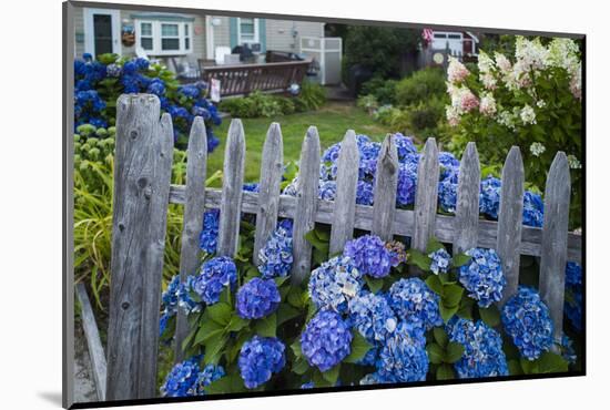 Massachusetts, Rockport, Long Beach, Hydrangea Flowers-Walter Bibikow-Mounted Photographic Print
