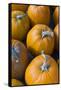 Massachusetts, Salisbury, Pumpkins, Autumn-Walter Bibikow-Framed Stretched Canvas