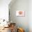 Massachusetts - Scallop Shell - Coral - Coastal Icon-Lantern Press-Stretched Canvas displayed on a wall