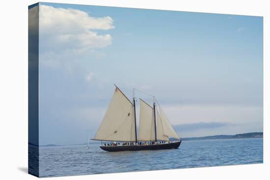 Massachusetts, Schooner Festival, Schooners in Gloucester Harbor-Walter Bibikow-Stretched Canvas