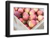 Massachusetts, Wareham, Apples-Jim Engelbrecht-Framed Photographic Print