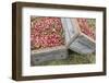 Massachusetts, Wareham, Cranberries-Jim Engelbrecht-Framed Photographic Print