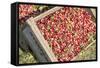 Massachusetts, Wareham, Cranberries-Jim Engelbrecht-Framed Stretched Canvas