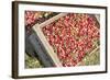 Massachusetts, Wareham, Cranberries-Jim Engelbrecht-Framed Photographic Print