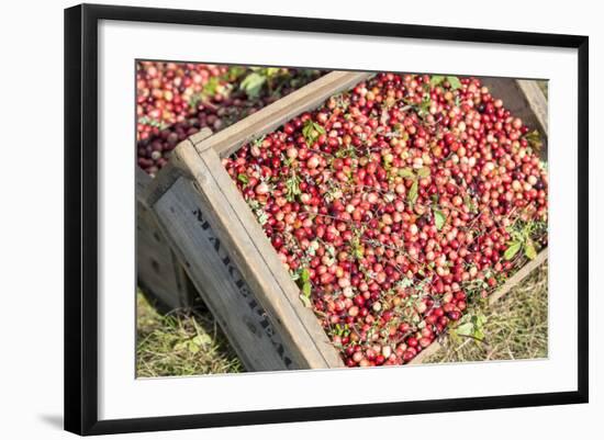 Massachusetts, Wareham, Cranberries-Jim Engelbrecht-Framed Photographic Print