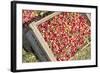 Massachusetts, Wareham, Cranberries-Jim Engelbrecht-Framed Photographic Print