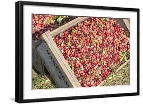 Massachusetts, Wareham, Cranberries-Jim Engelbrecht-Framed Photographic Print