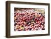 Massachusetts, Wareham, Cranberries-Lisa S. Engelbrecht-Framed Photographic Print