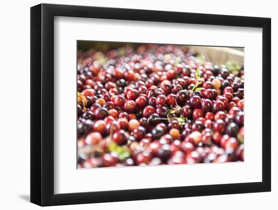 Massachusetts, Wareham, Cranberries-Lisa S. Engelbrecht-Framed Photographic Print