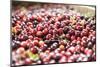 Massachusetts, Wareham, Cranberries-Lisa S. Engelbrecht-Mounted Photographic Print